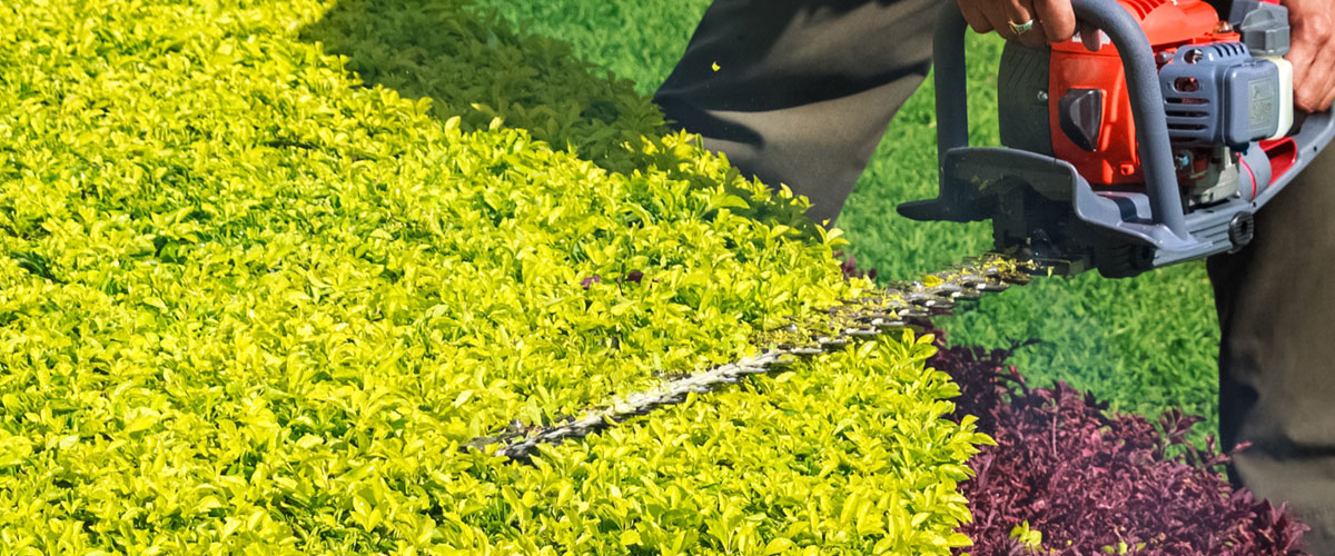 shrub trimming